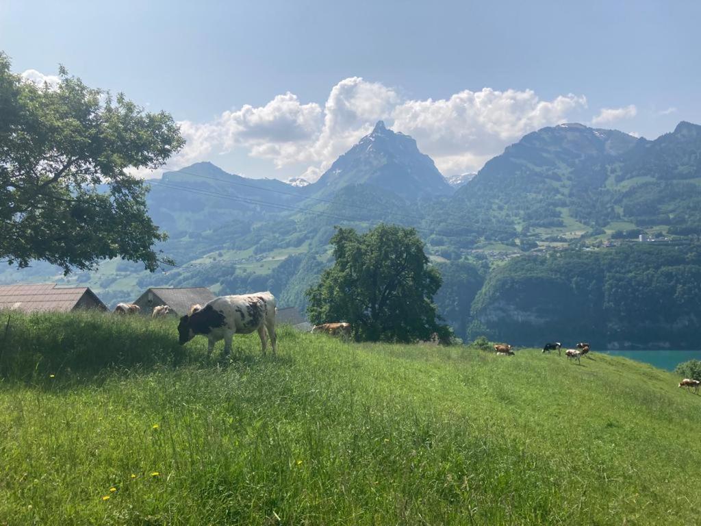 Panorama *